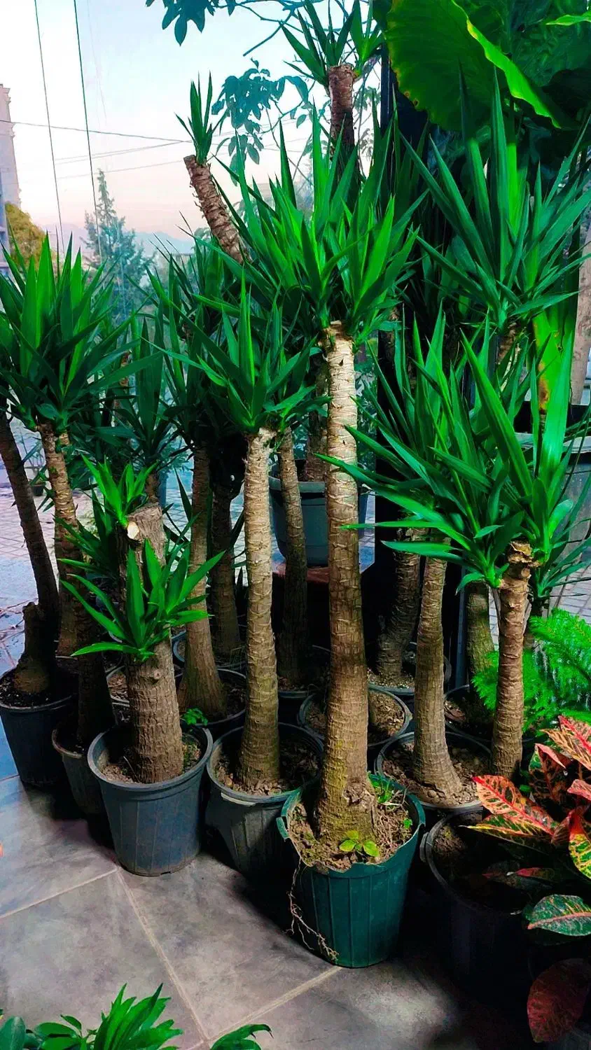 گل پروانه ای|گل و گیاه طبیعی|کرمانشاه, |دیوار