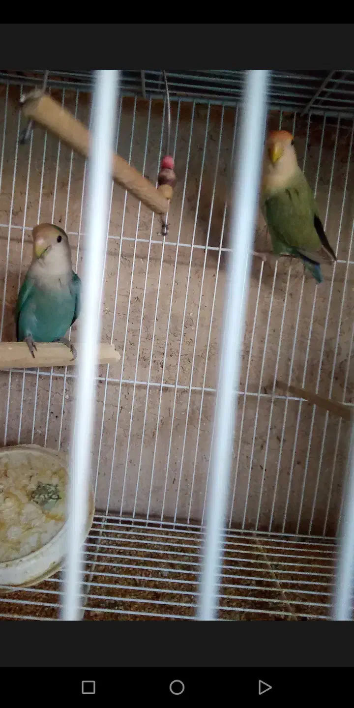 یک جفت مرغ عشق پروانه ای و دو جفت کوتوله برزیلی.|پرنده|نیشابور, ریوند|دیوار