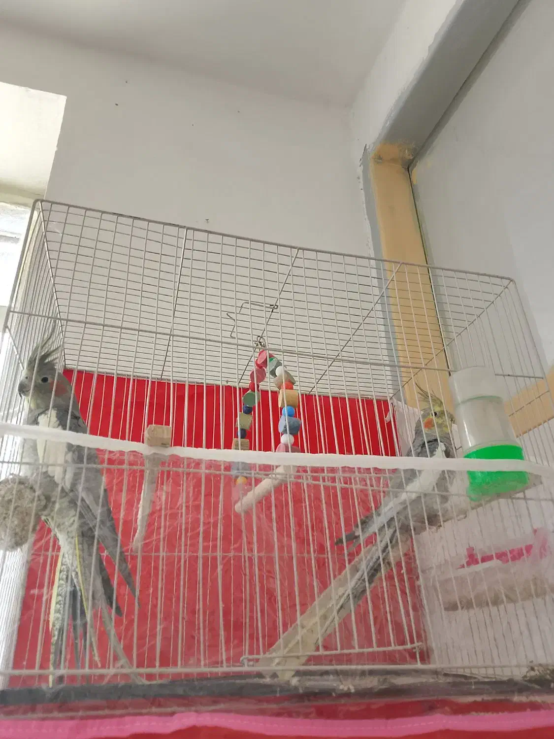 دو جفت عروس هلندی جوونه|پرنده|سربیشه, |دیوار