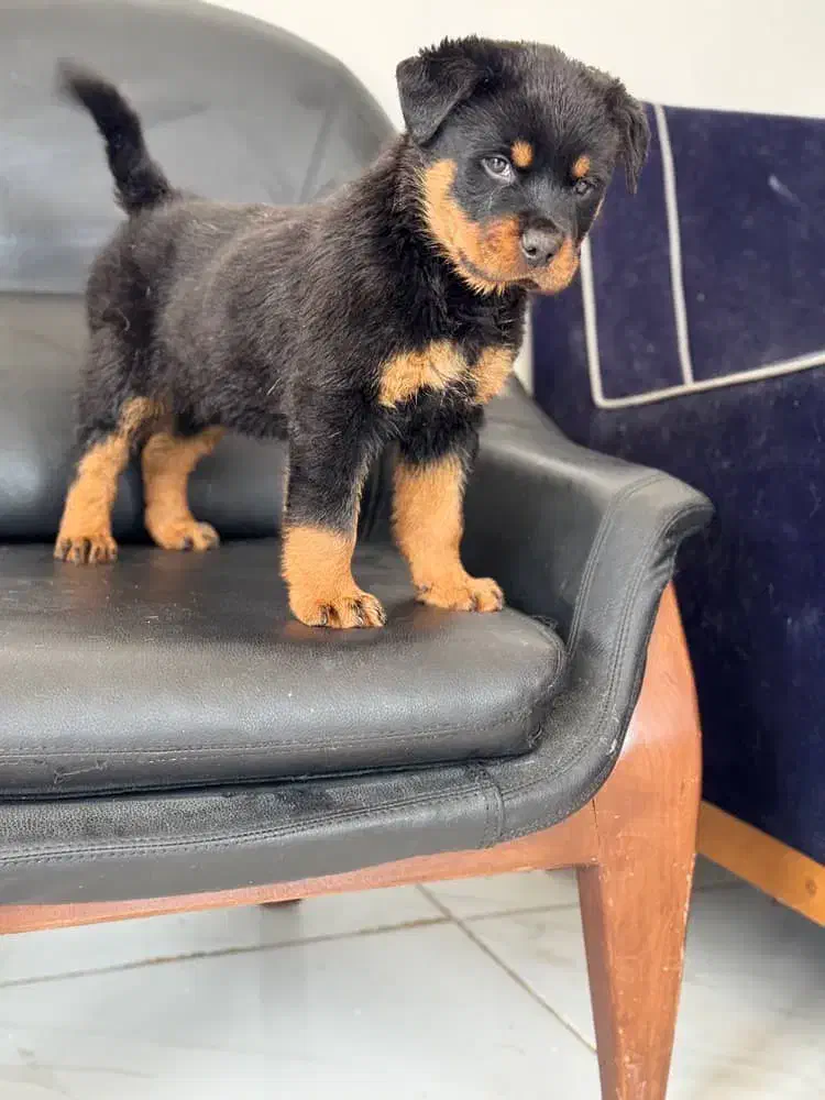 روت فایلر|سگ|مرودشت, دولت آباد|دیوار