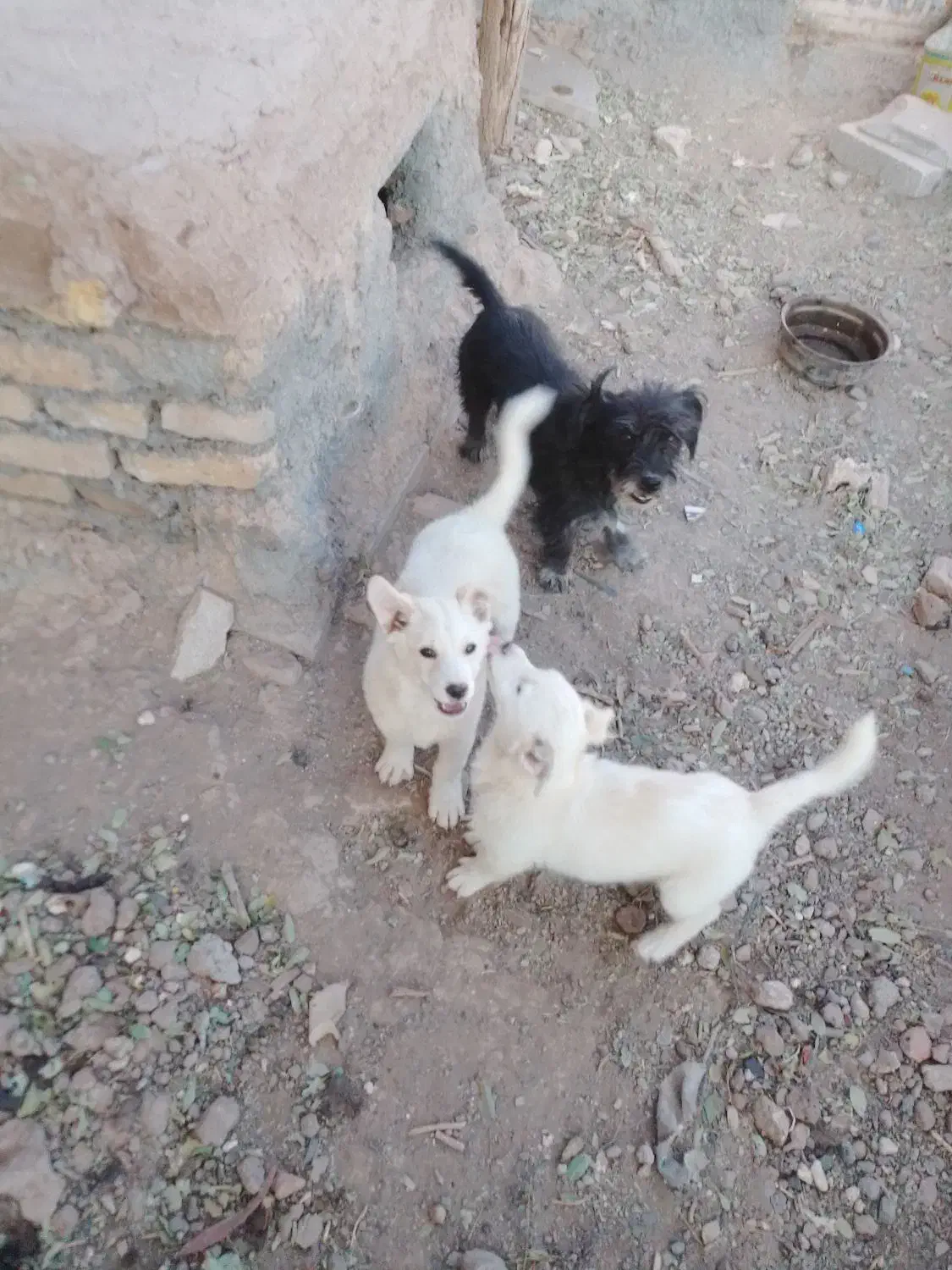 دو عدد سگ نژاد دار پاکوتاه|سگ|مشهد, شهرک ابوذر|دیوار