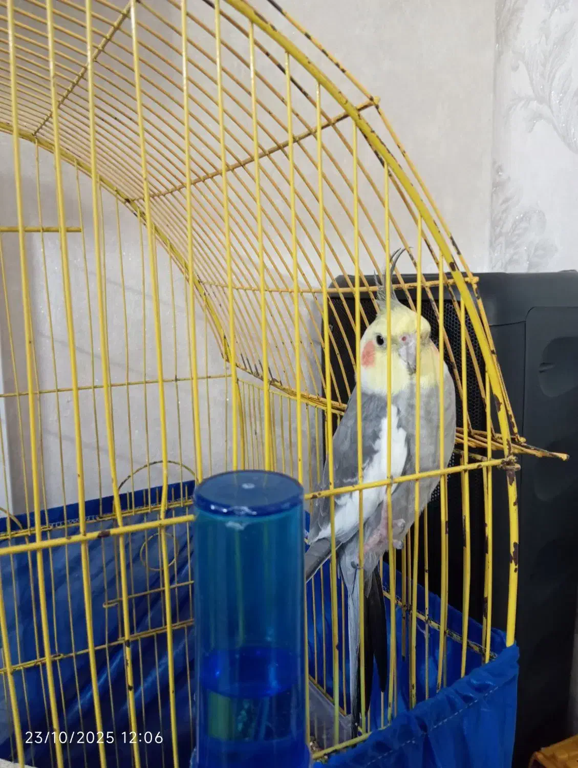 پرنده|پرنده|اسلام‌شهر, شهرک سعیدیه|دیوار