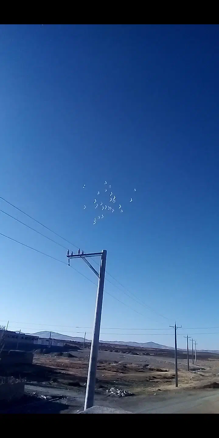 کبوتر|پرنده|کبودرآهنگ, |دیوار