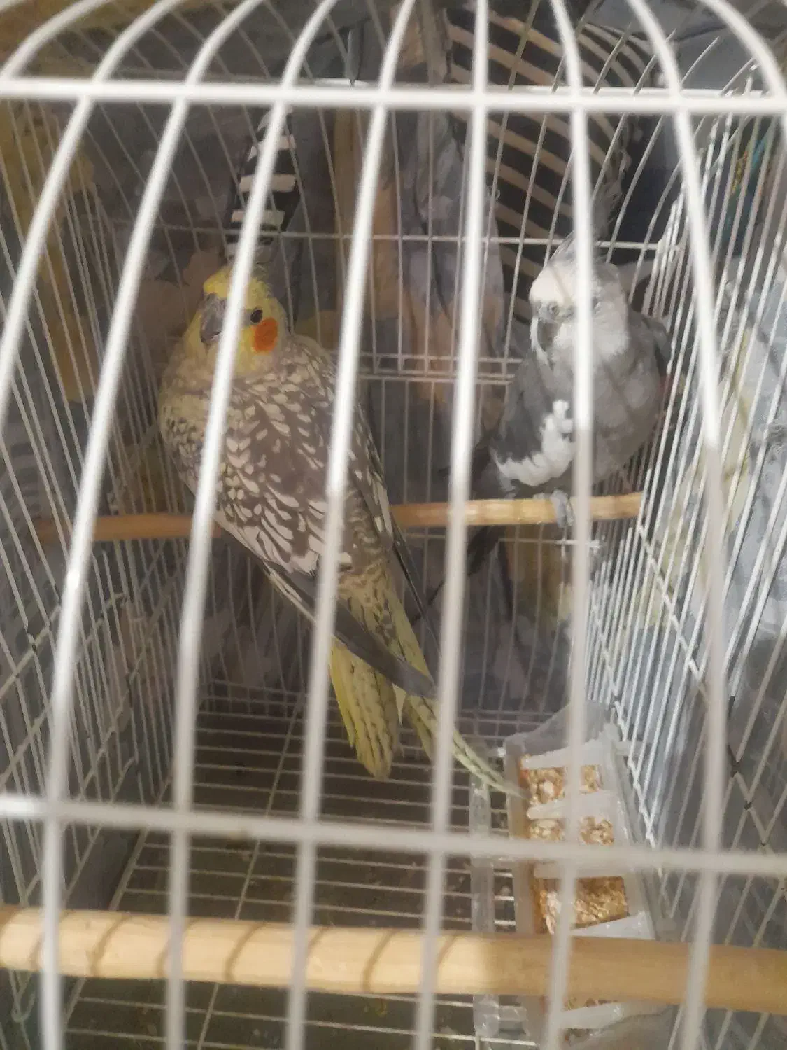 پرنده عروس هلندی|پرنده|رشت, گیل|دیوار