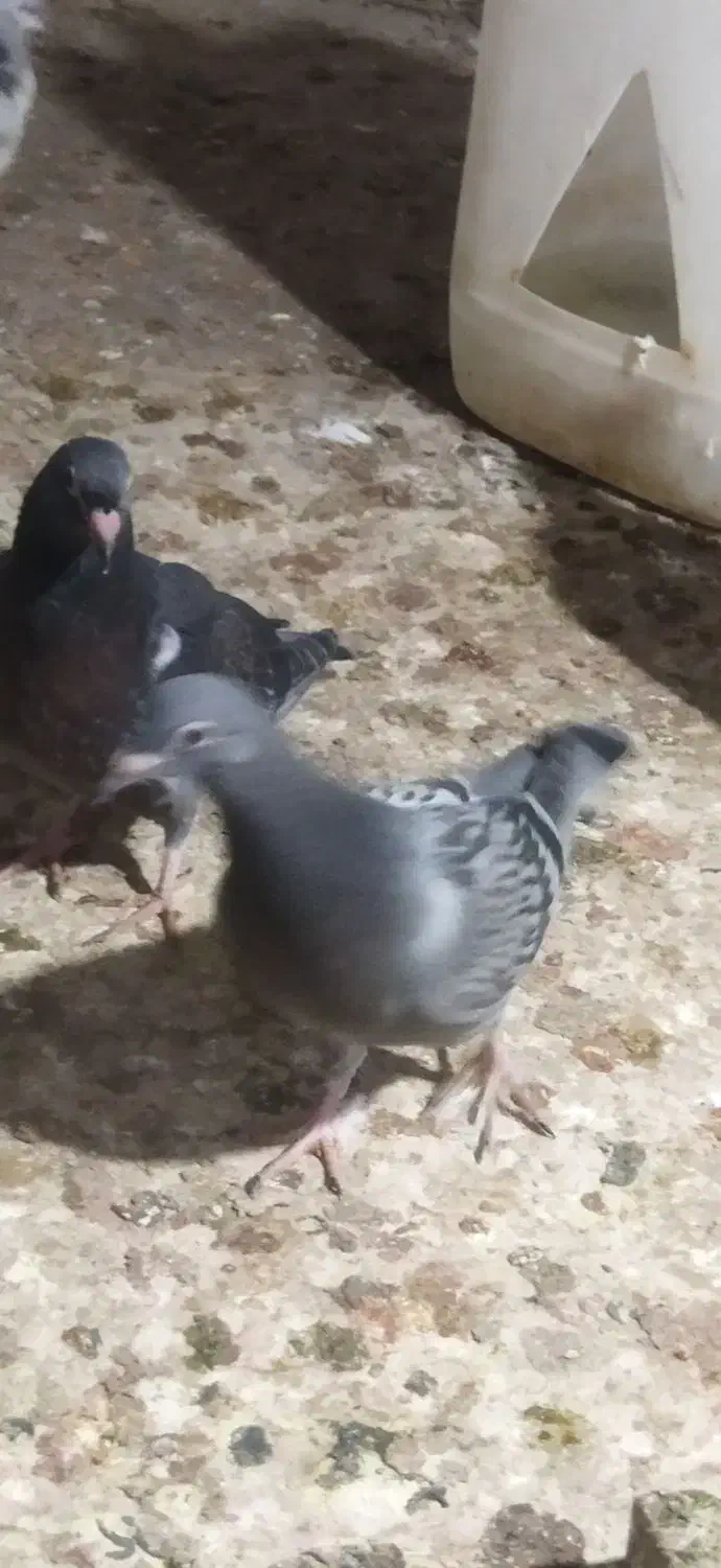 فروش دوعدد جوجه کبوتر|پرنده|برازجان, |دیوار