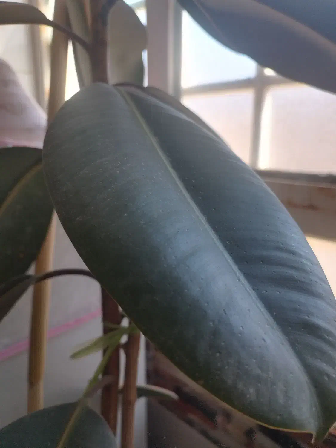 گل فیکوس|گل و گیاه طبیعی|خواف, |دیوار