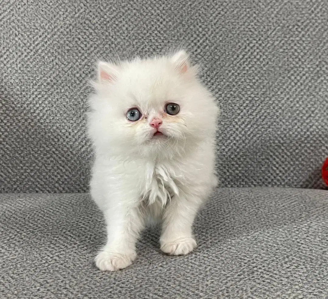 پرشین سفید|گربه|تهران, جنتآباد مرکزی|دیوار