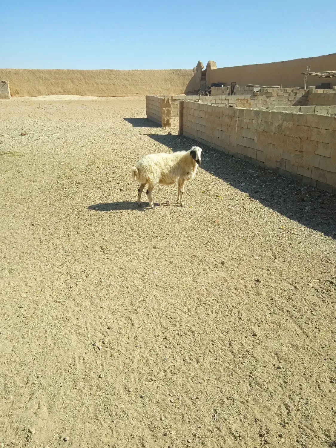 میش و بره وبز ترکی جوان|حیوانات مزرعه|اصفهان, تیران|دیوار