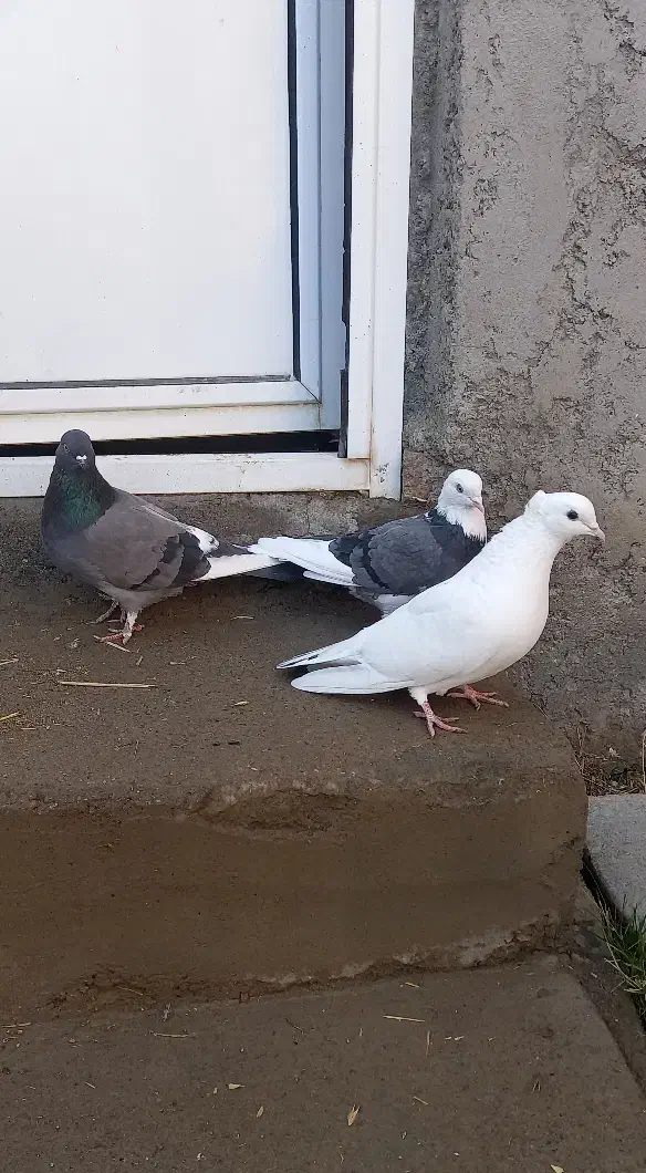 کبوتر گرفتنی|پرنده|مشگین شهر, |دیوار