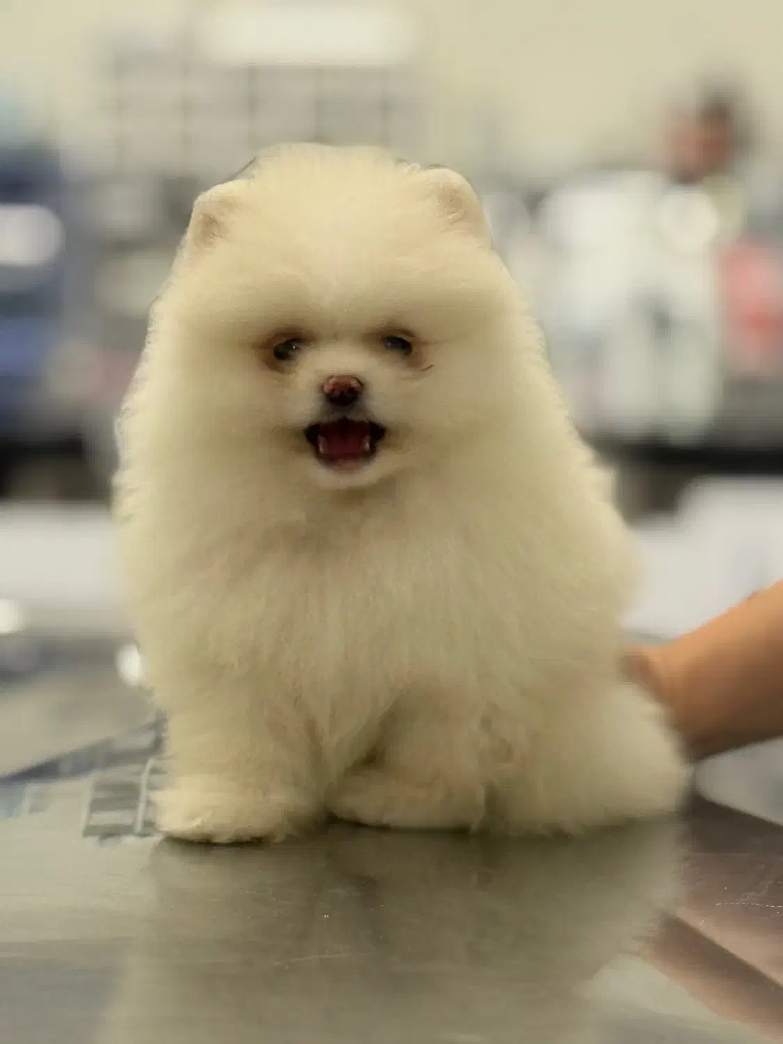 پامرانین|سگ|تبریز, |دیوار