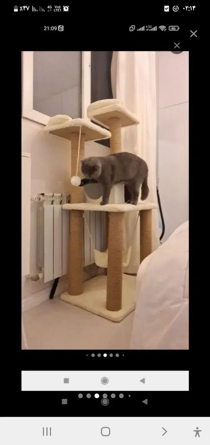 گربه|گربه|اردبیل, |دیوار