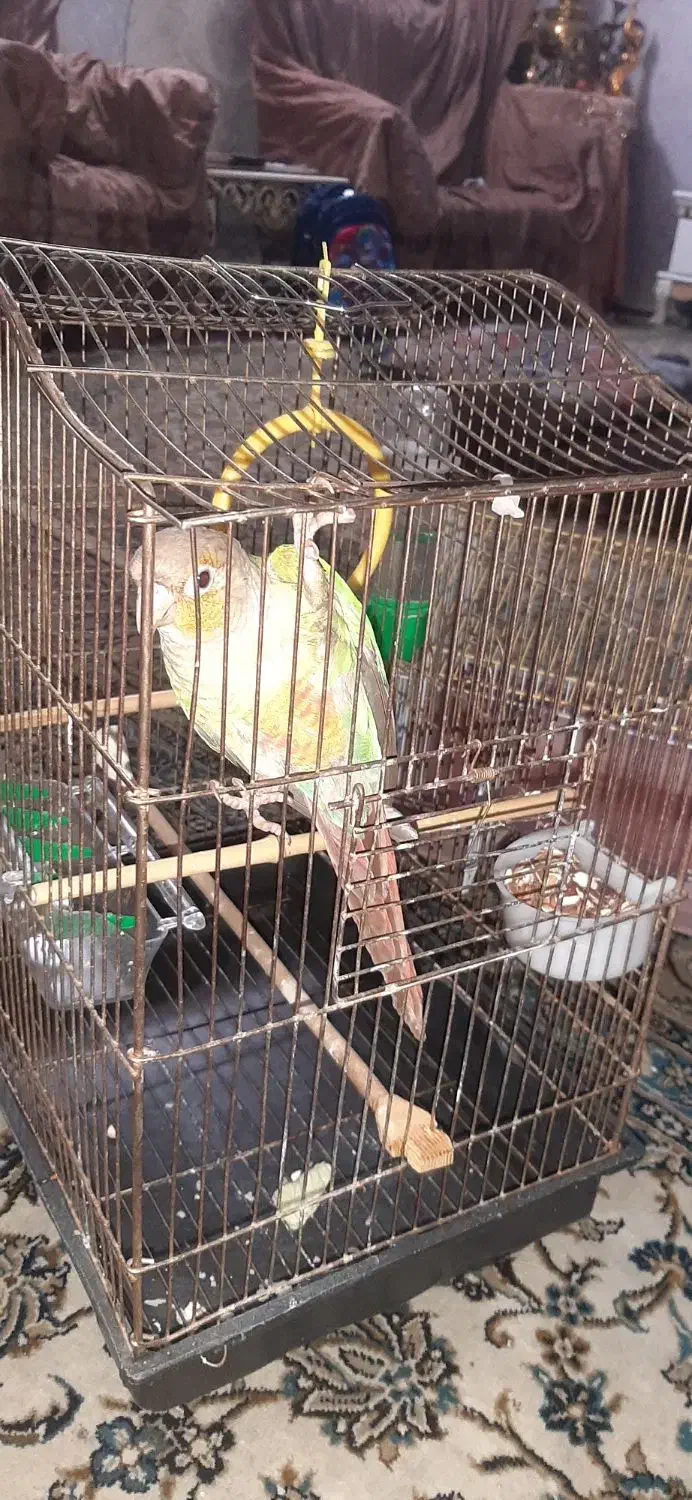 گرینچیک سخنگو|پرنده|ری, حمزه‌آباد|دیوار