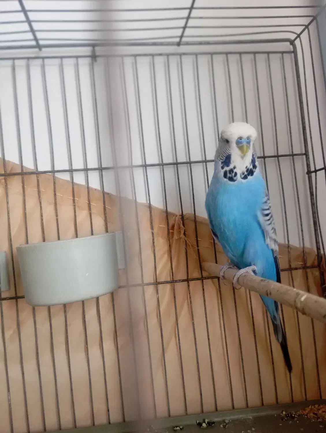 مرغ عشق انگلیسی|پرنده|چهاردانگه (تهران), |دیوار