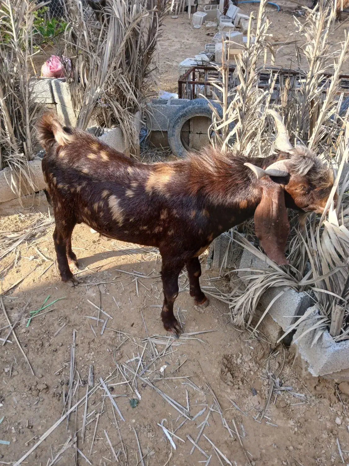 کهره نر|حیوانات مزرعه|سعدآباد, |دیوار