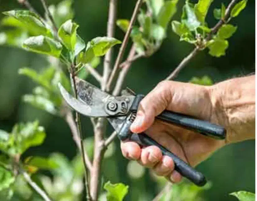 کشاورزی|خدمات باغبانی و درختکاری|محلات, |دیوار