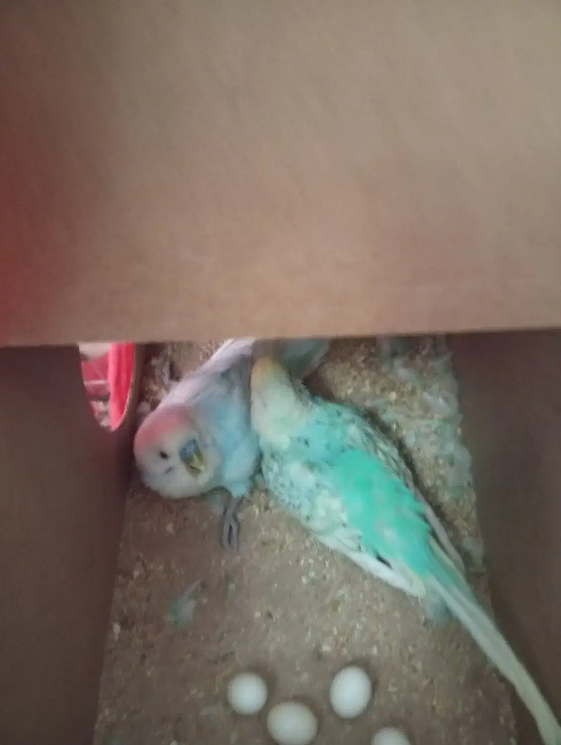 گم شده|حیوانات|تربت جام, معدآباد|دیوار