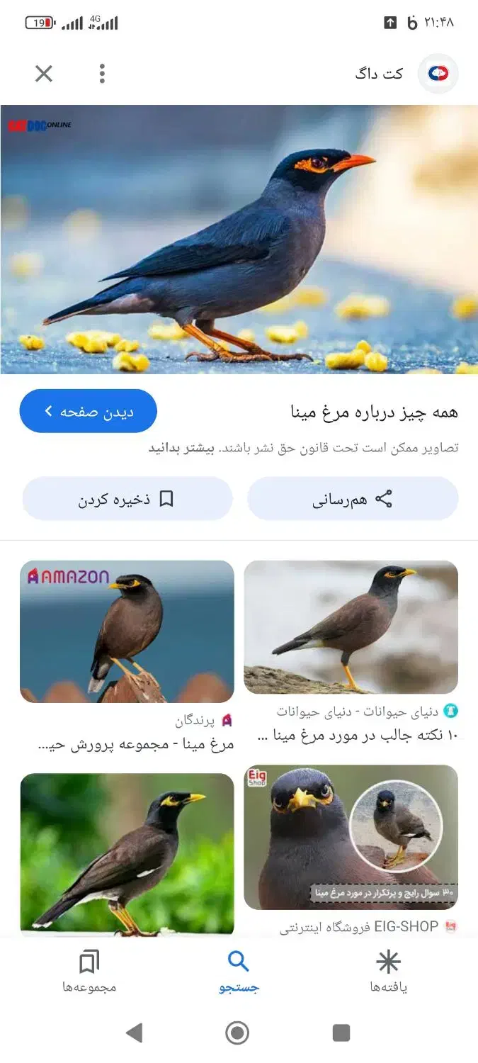 مرغ مینا|پرنده|کرمان, |دیوار