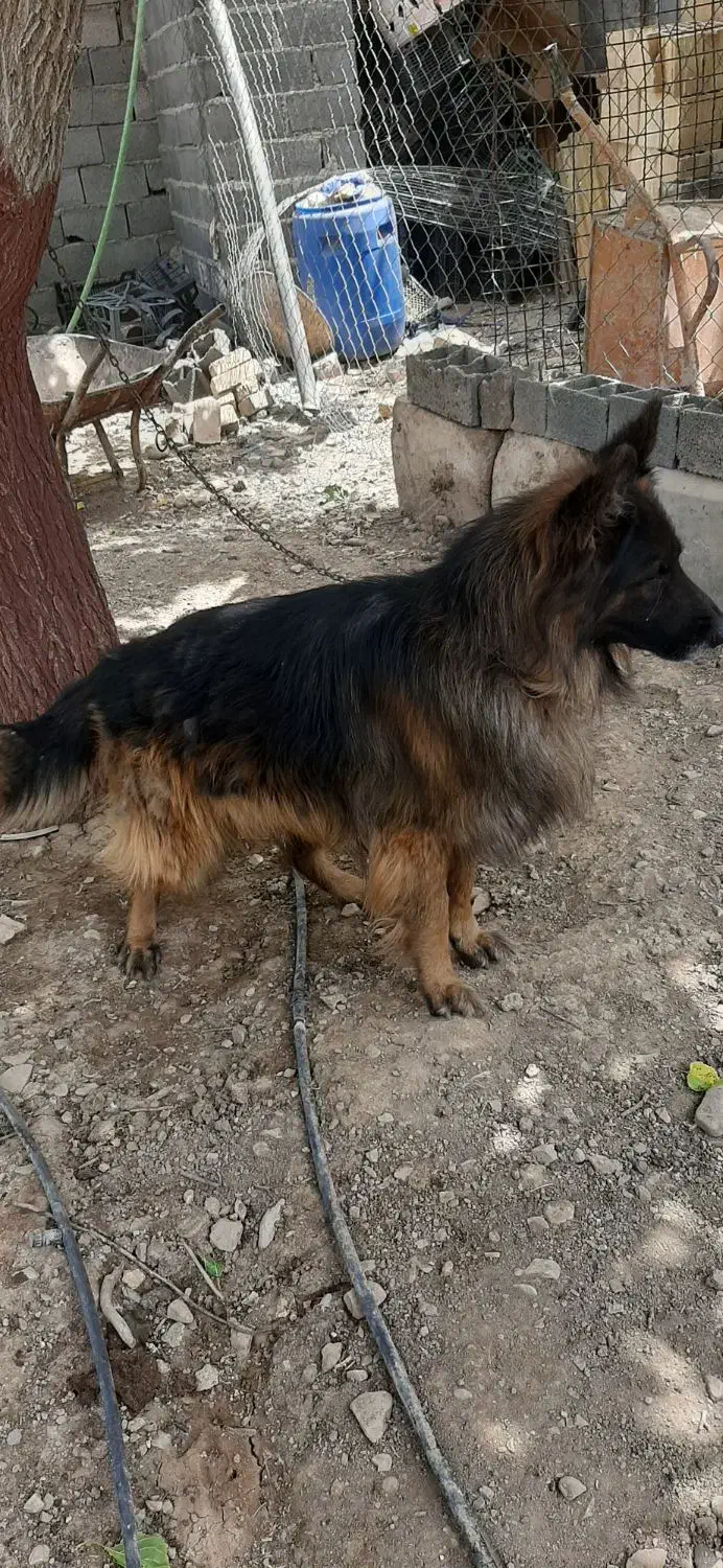 ژرمن شیپرد نروماده بلک وبلک فیس|سگ|تهران, مسعودیه|دیوار