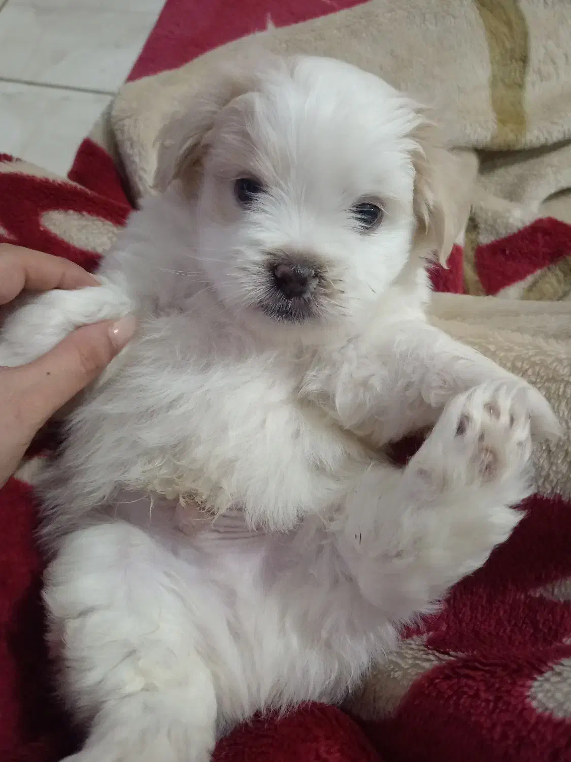 واگذاری سگ یک عدد پسر میکس پامرانین|سگ|مشهد, الهیه|دیوار