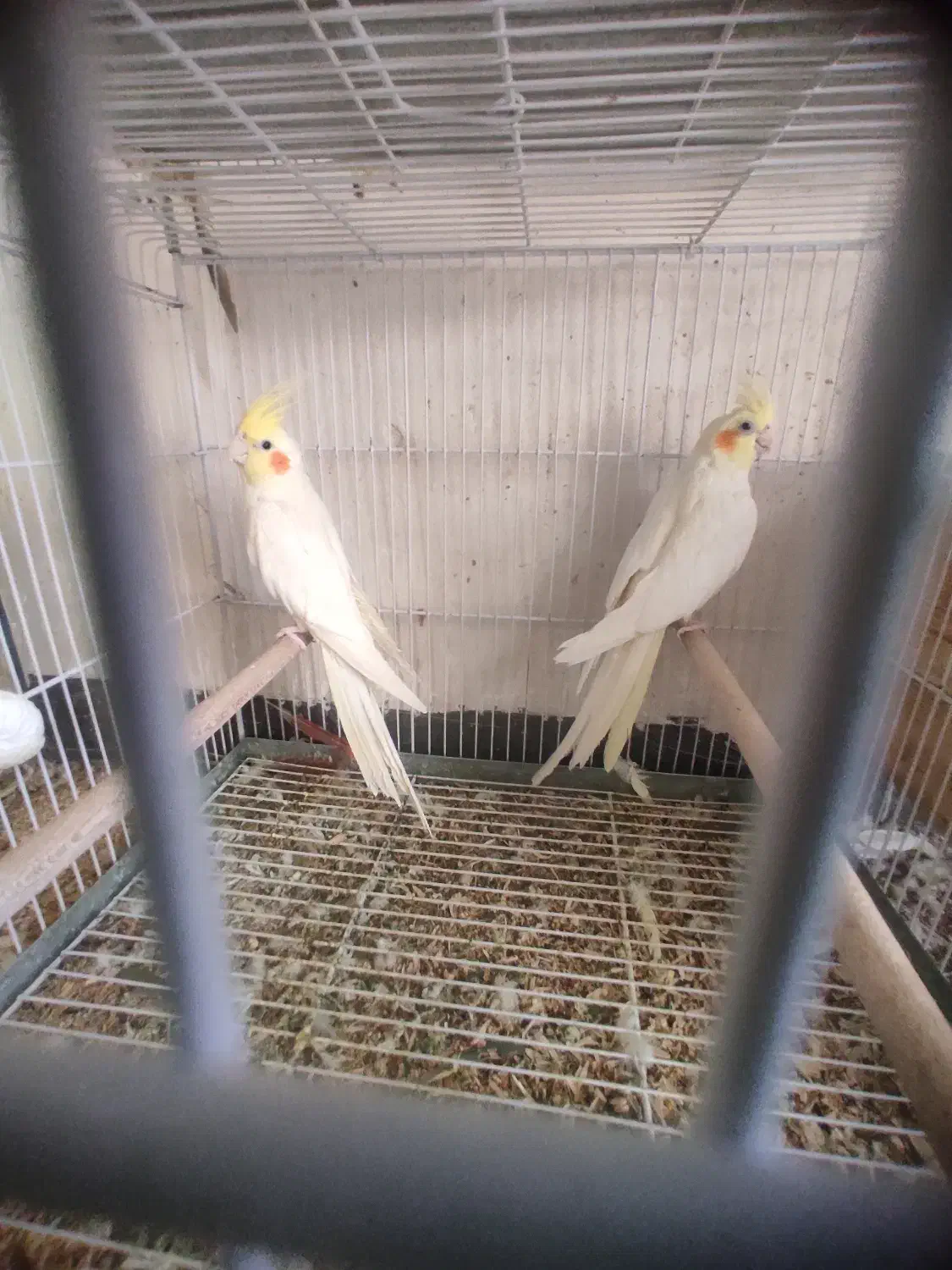 عروس هلندی لوتینو|پرنده|نیریز, |دیوار