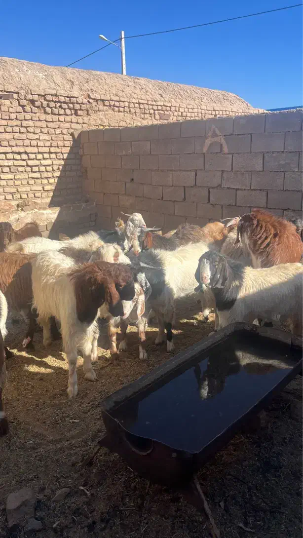 بزغاله چاق مناسب قصابی|حیوانات مزرعه|یونسی, |دیوار