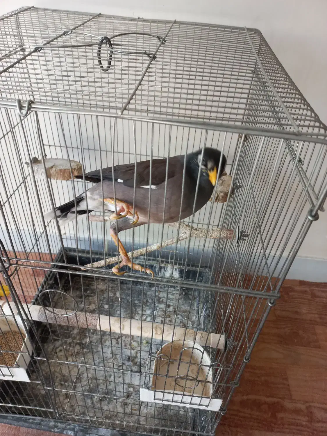 مرغ مینا|پرنده|تهران, امیرآباد|دیوار