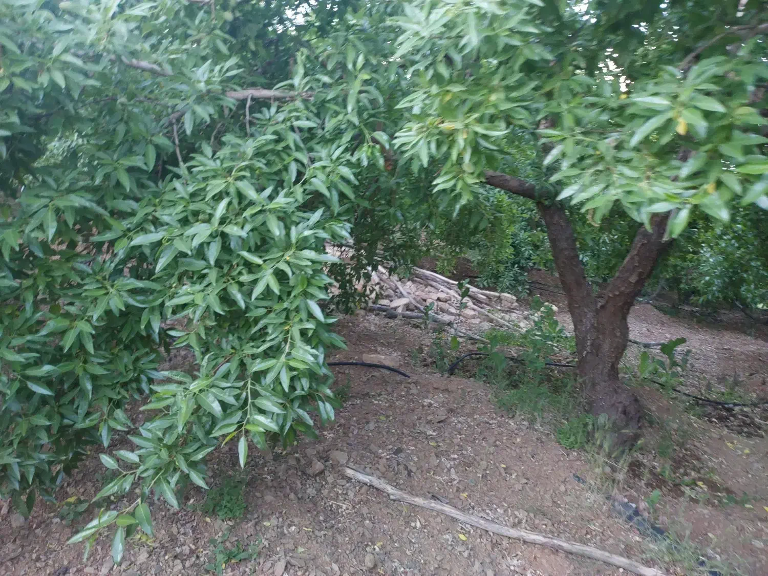 باغ کشاورزی فدک بادام|فروش دفتر صنعتی، کشاورزی، تجاری|شیدا, |دیوار