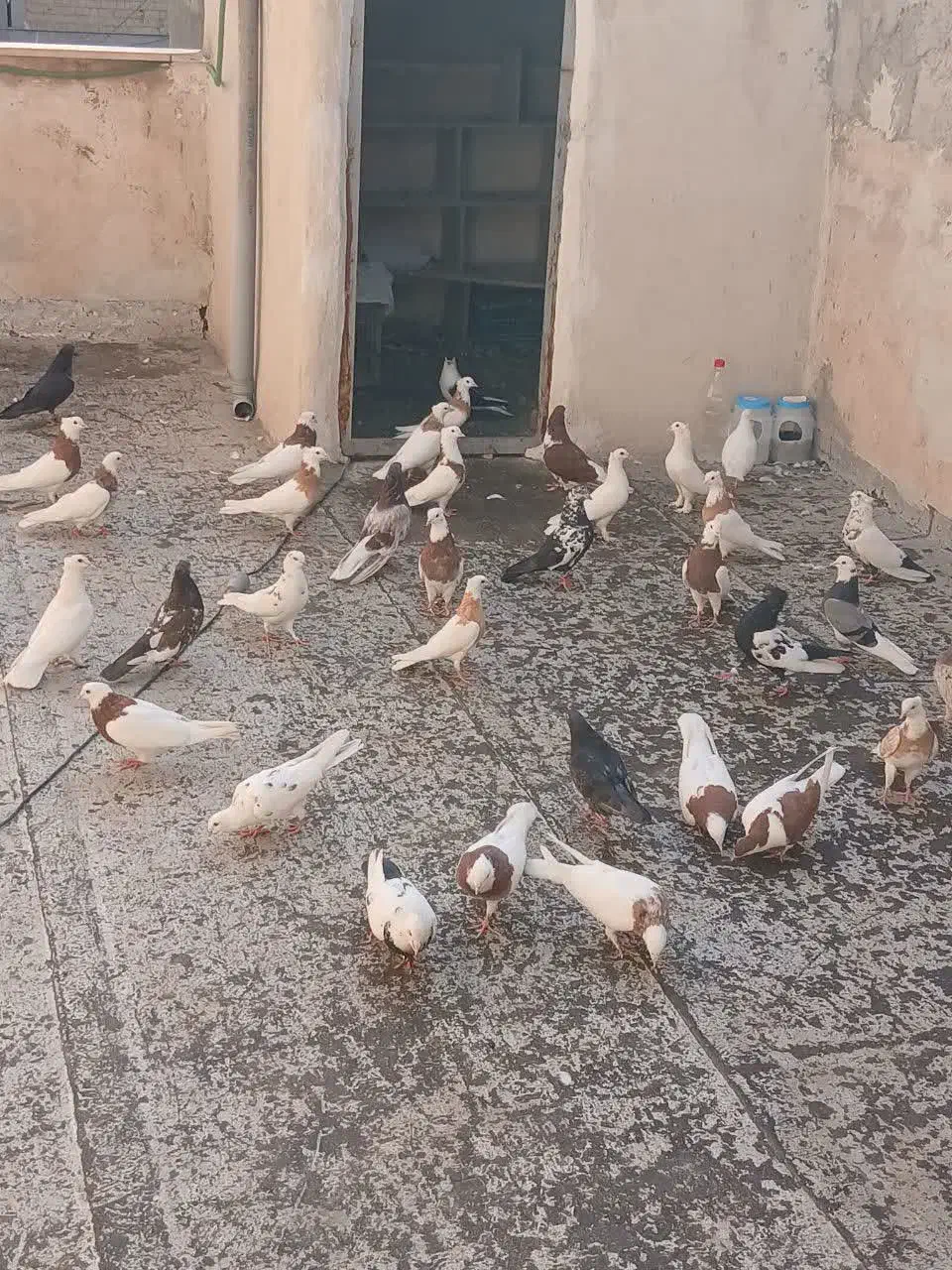 کفتر طوقی سرور سینه سیاه|پرنده|تهران, بهارستان|دیوار