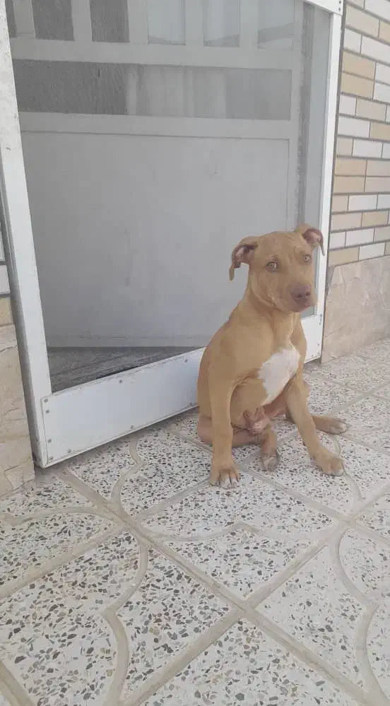 سگ آمریکن پیت بول|سگ|آباده, |دیوار