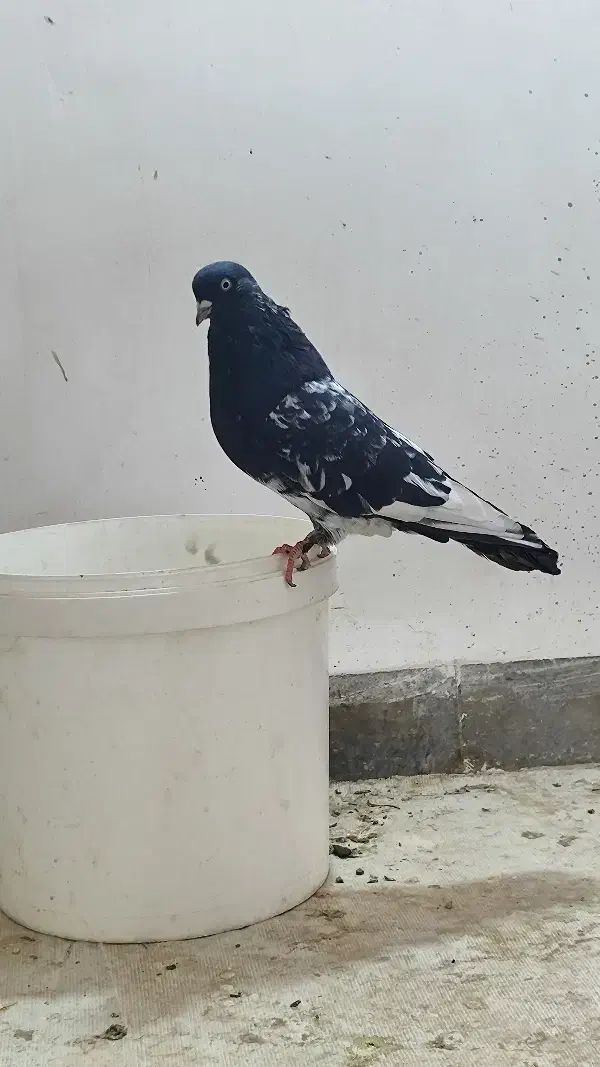 کبوتر|پرنده|سوسنگرد, |دیوار