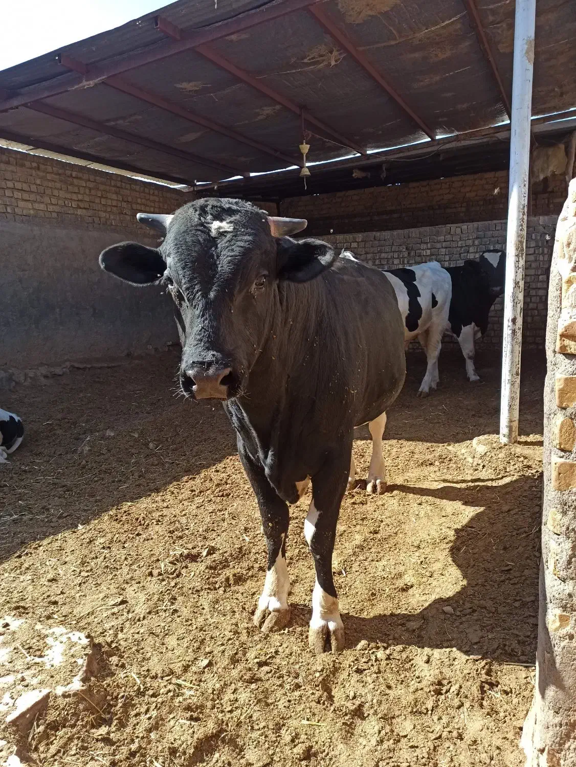 گوساله چاق|حیوانات مزرعه|قم, پردیسان|دیوار