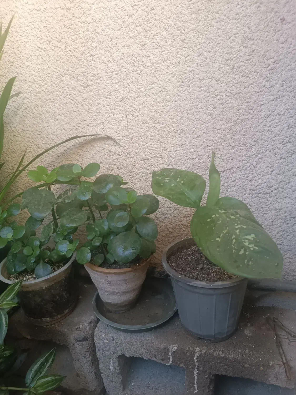 گلهای آپارتمانی|گل و گیاه طبیعی|کرمانشاه, |دیوار