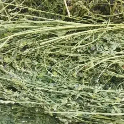 یونجه|عمده‌فروشی|طاغنکوه, |دیوار