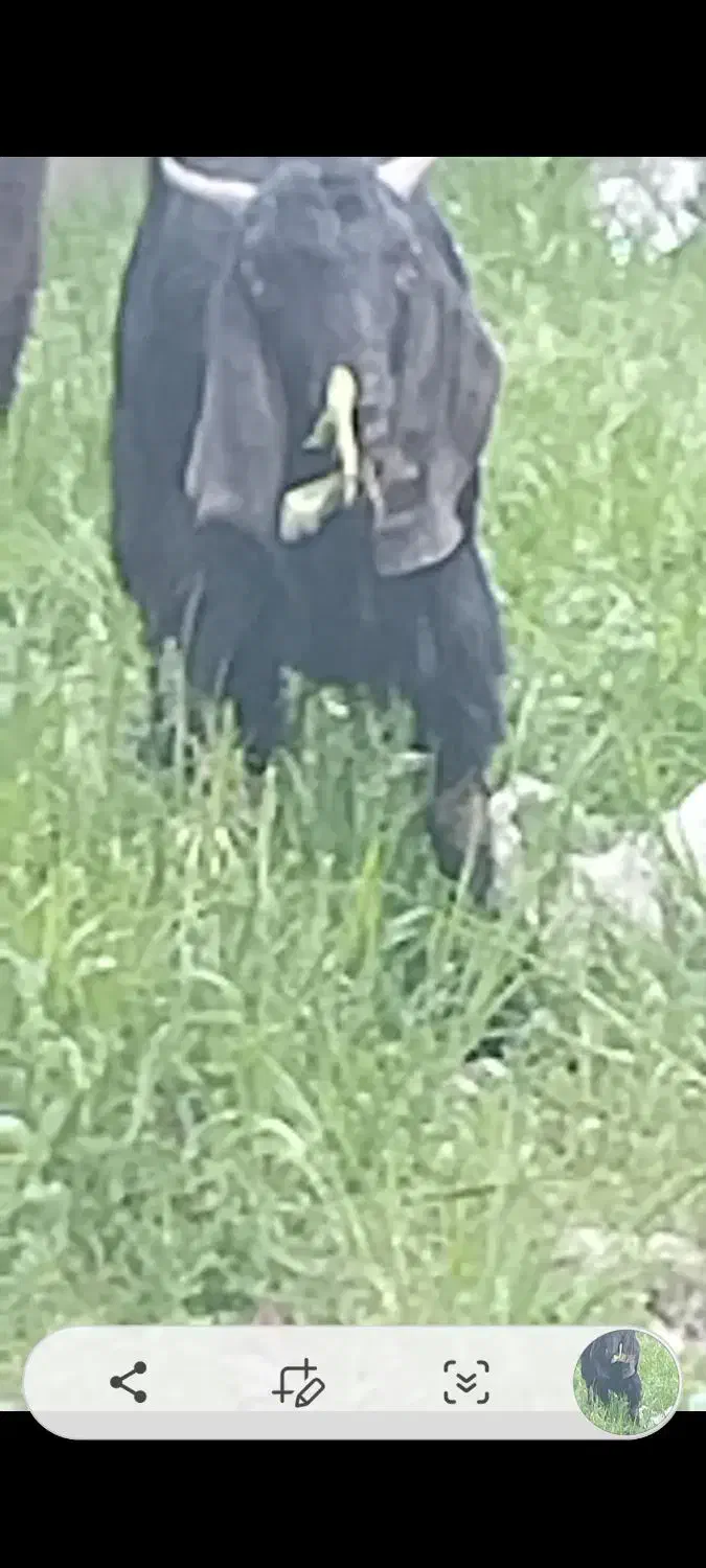 بزغاله نر عالی خارجی|حیوانات مزرعه|فشم, |دیوار