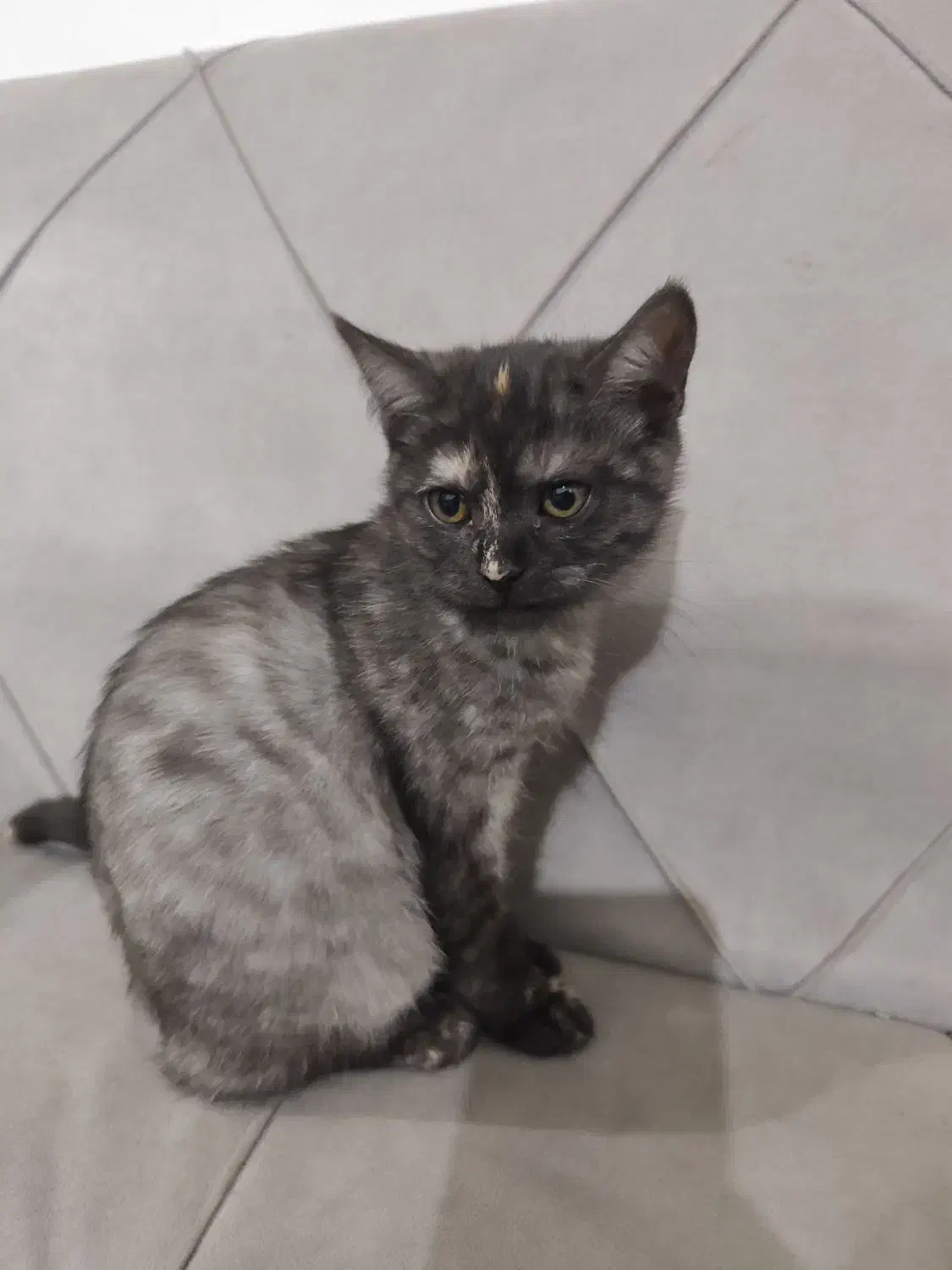 گربه اسکاتیش|گربه|بومهن, |دیوار