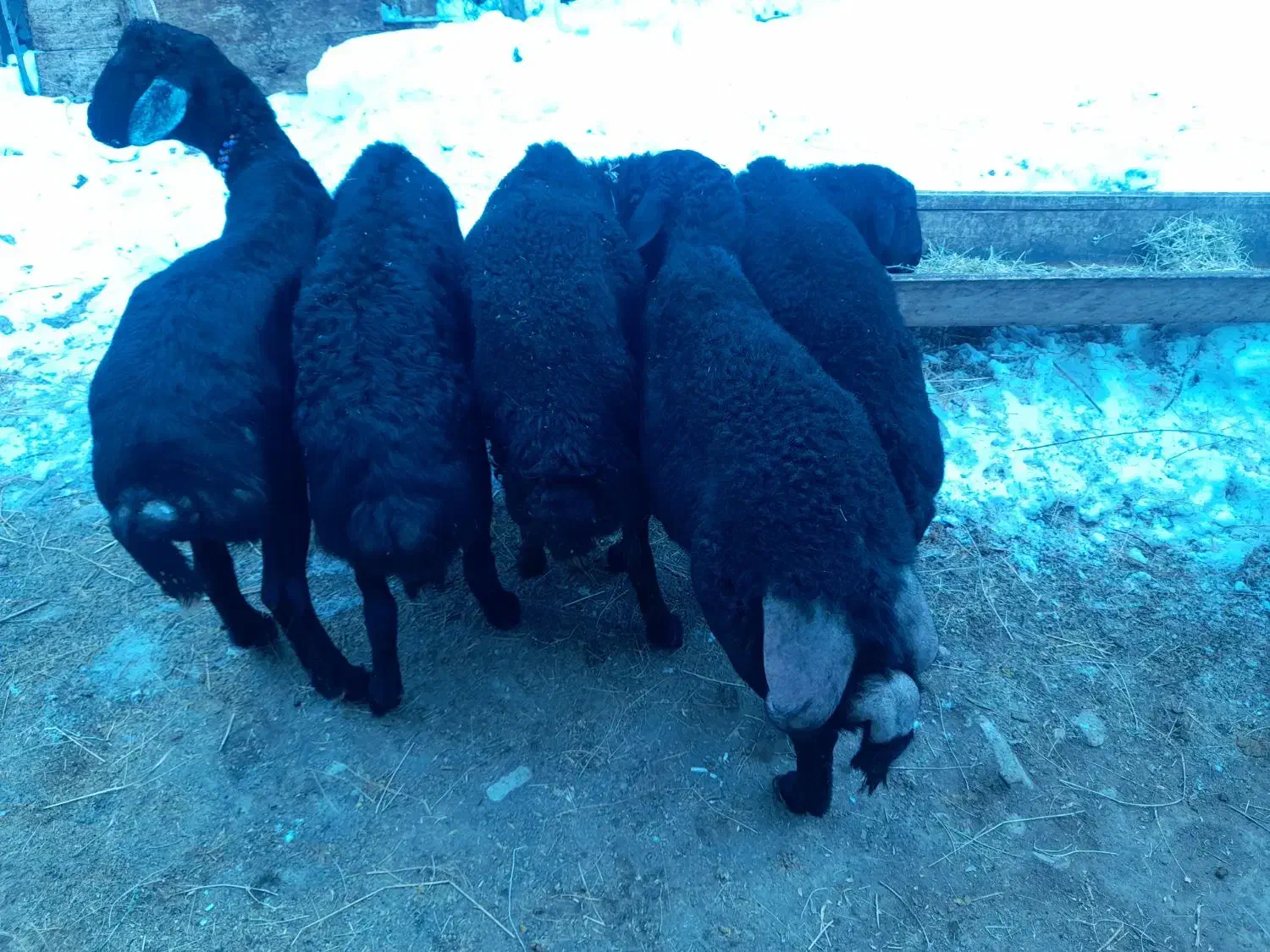 موفر|حیوانات مزرعه|خلخال, |دیوار