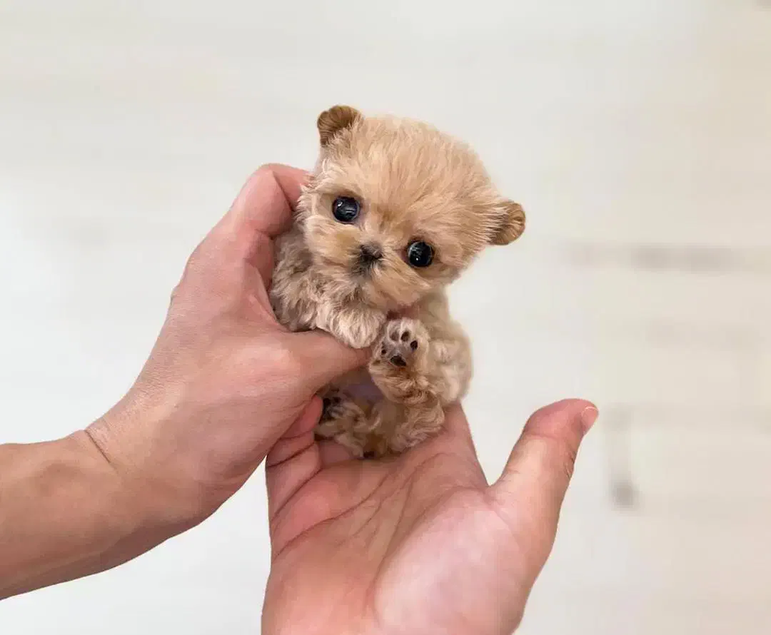 پودل کراس|سگ|تهران, شاهین|دیوار