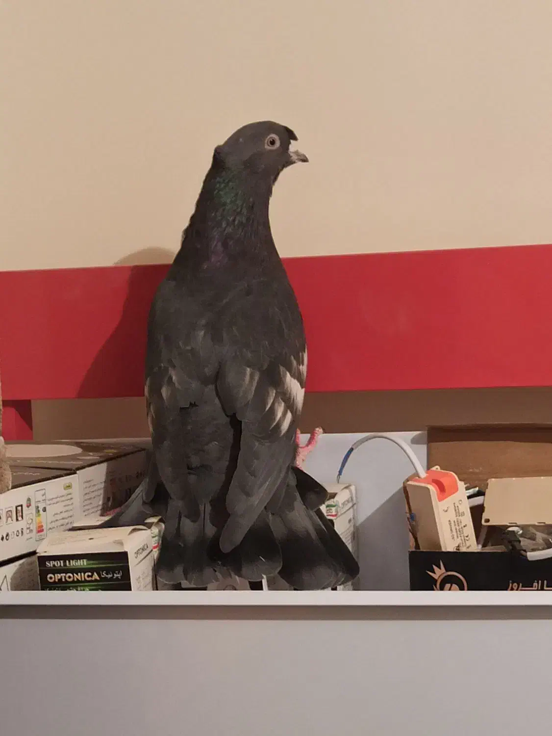 تافته ای دوکاکله و سیاه تو دم دار گمشده|حیوانات|شیراز, شهرک مفتح|دیوار