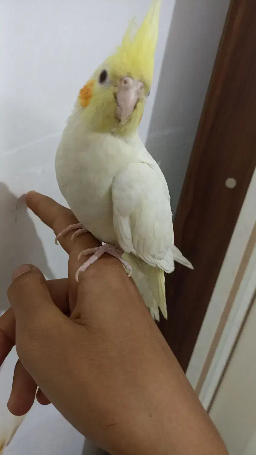 گمشده|حیوانات|اهواز, فدک|دیوار