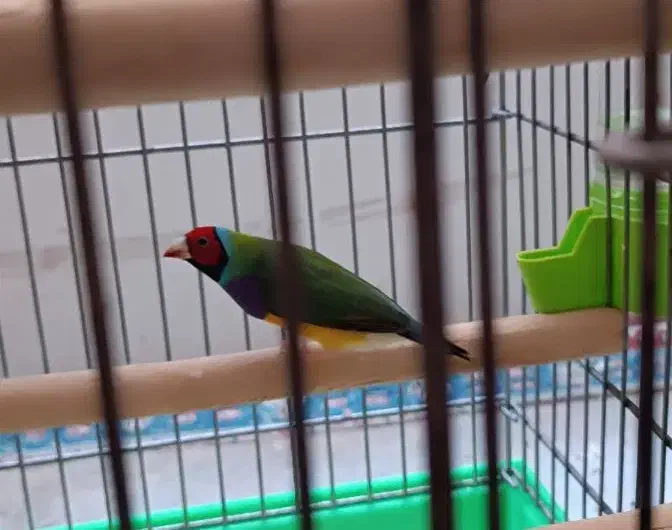 فنچ گلدین|پرنده|فولادشهر, A4|دیوار