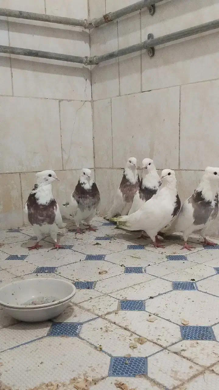 طوقی ..ملکشاهی|پرنده|ملکشاهی, |دیوار