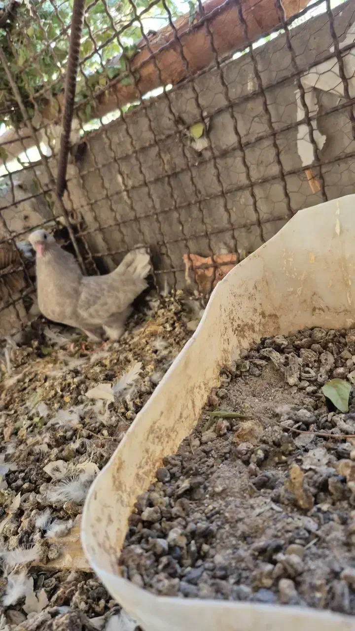 کله ای شازده سور|پرنده|فهرج, |دیوار