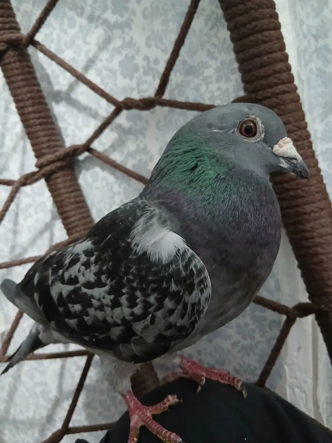 زرهی ی سر اردن|پرنده|شوشتر, |دیوار