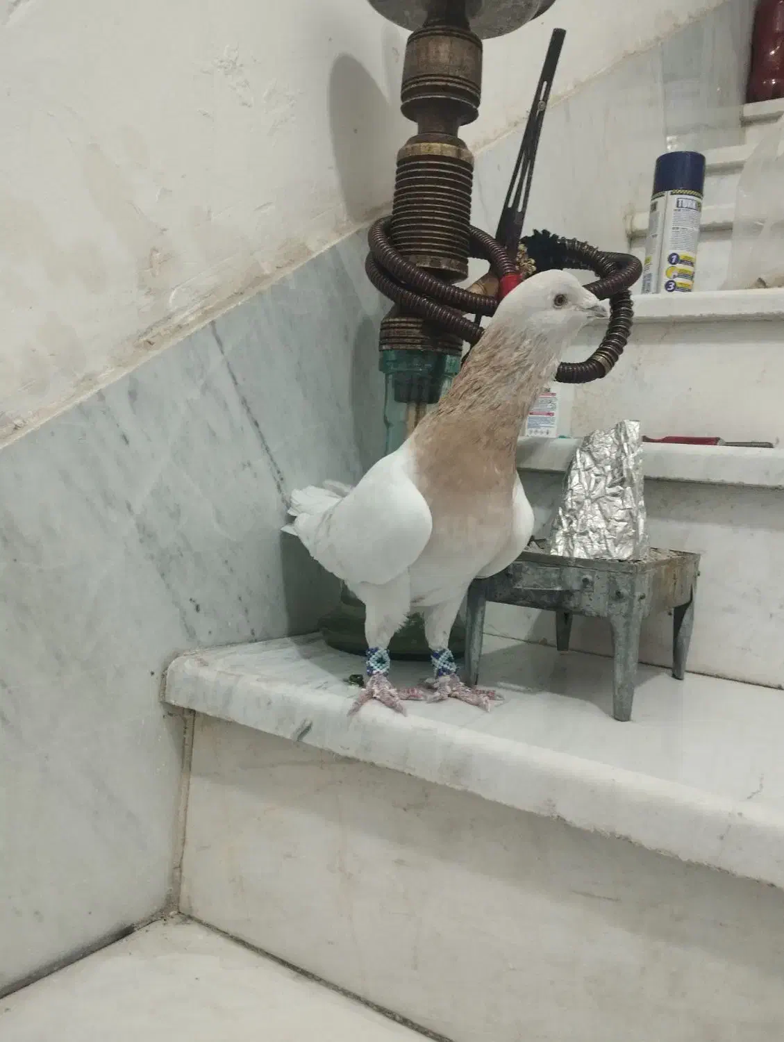 کفتر زرد سوری|پرنده|شیراز, تندگویان|دیوار