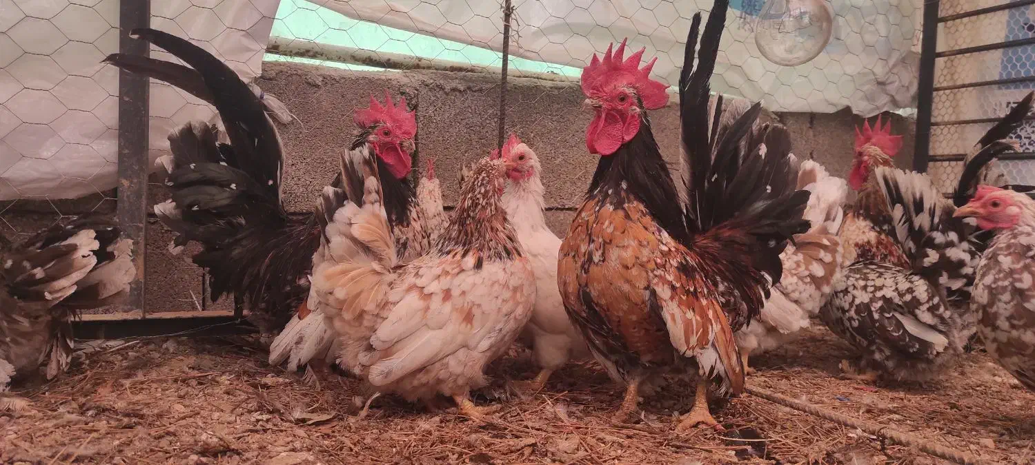 تخم نطفه دار|پرنده|صدرا-فارس, فاز ۲|دیوار