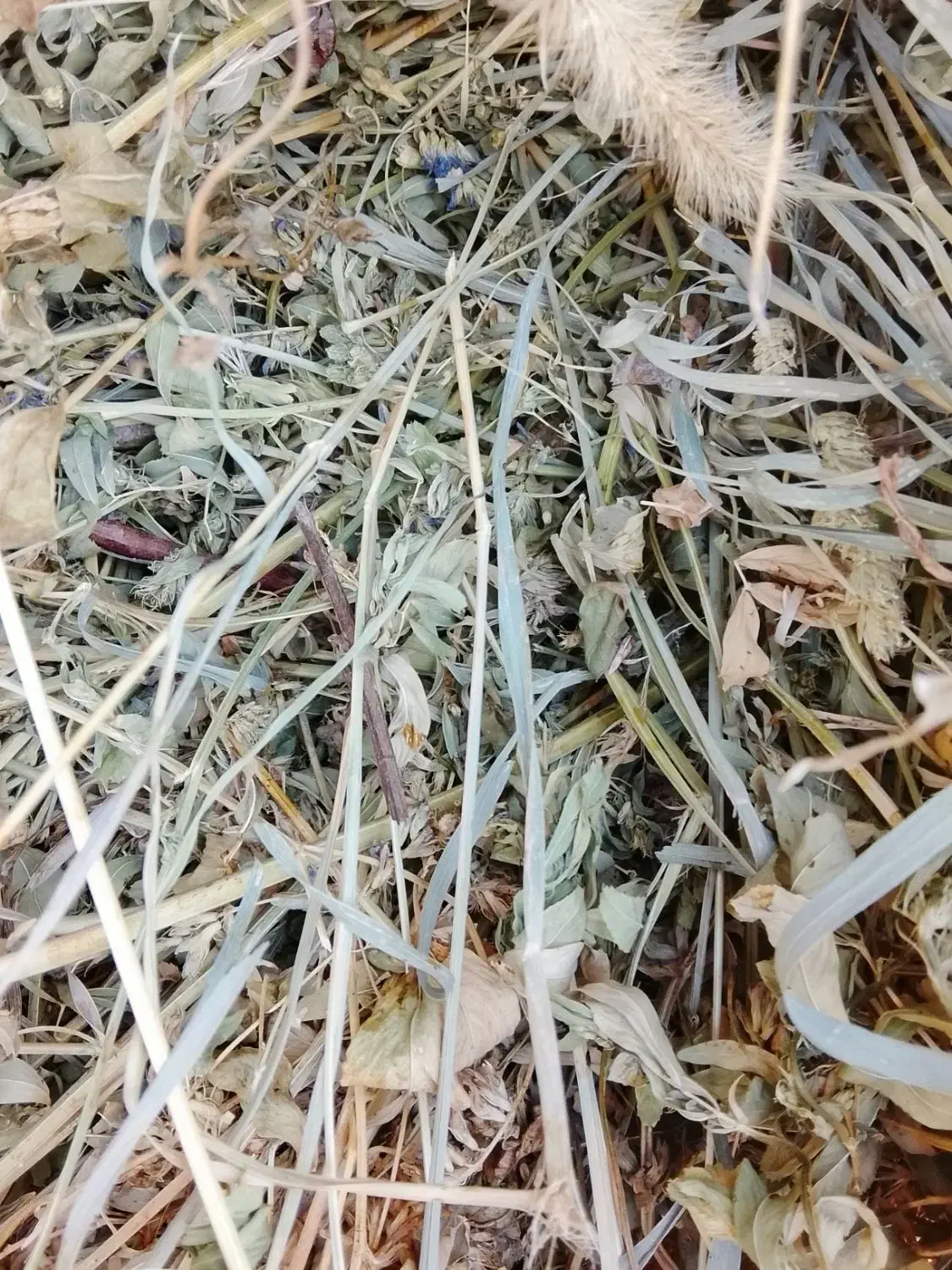 علوفه یونجه و باغ|خدمات باغبانی و درختکاری|مشگین شهر, |دیوار