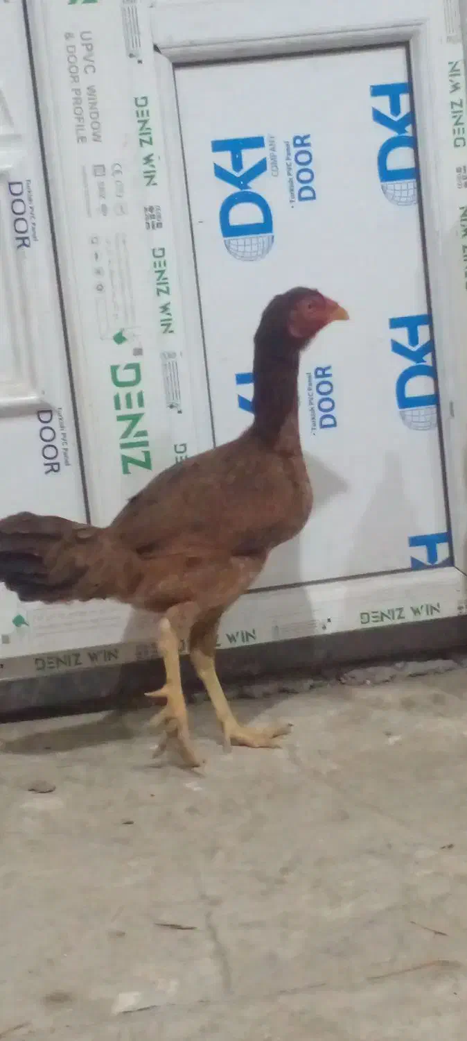 مرغ لاری|حیوانات مزرعه|جوانرود, |دیوار