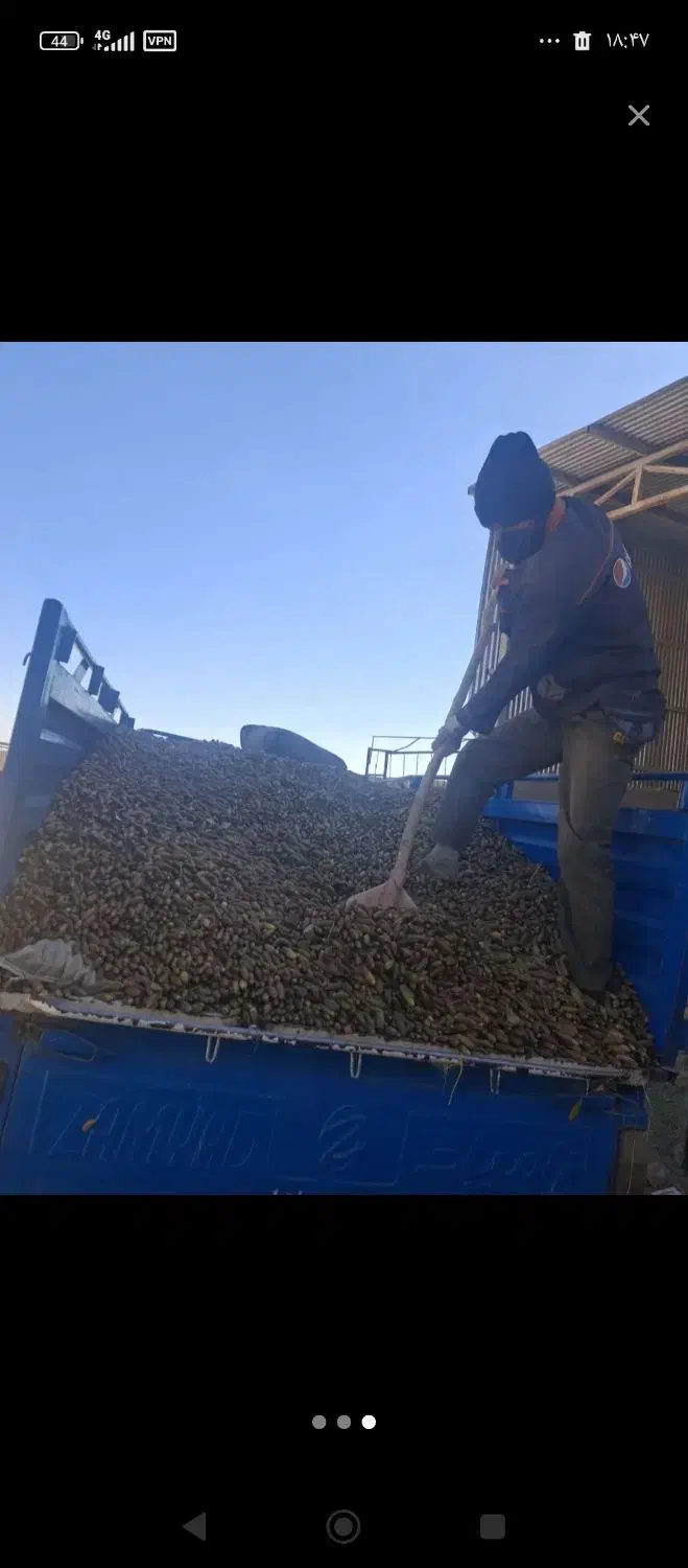 بلوط|خوردنی و آشامیدنی|دلیجان, |دیوار