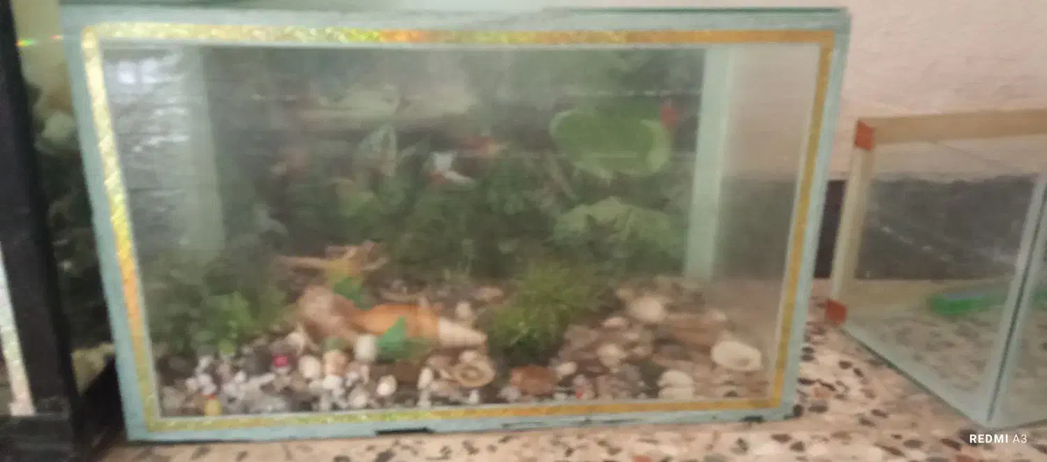 اکواریوم ارزان|ماهی|خرم‌آباد, |دیوار