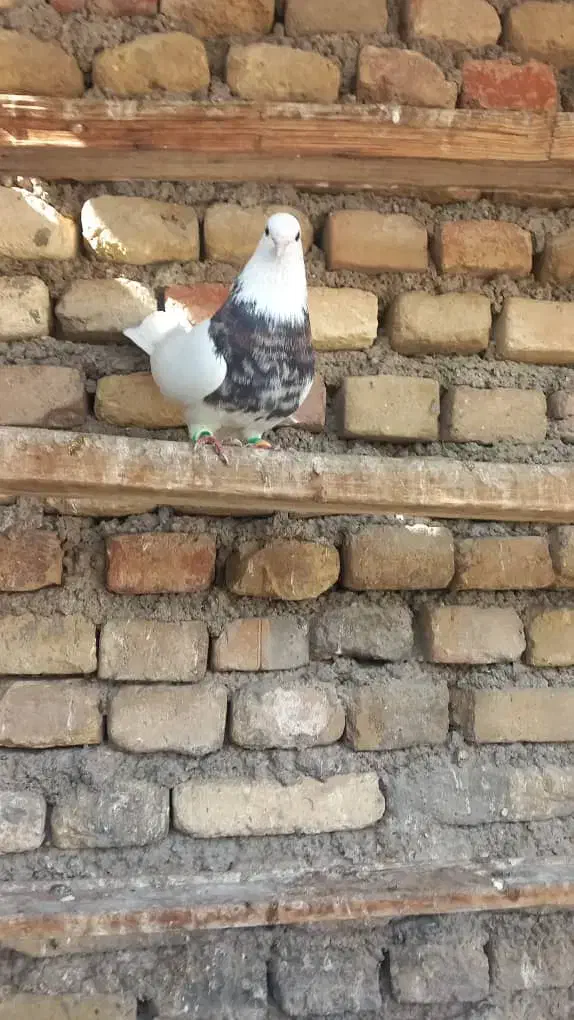 کبوتر پرشی|پرنده|خرمشهر, |دیوار